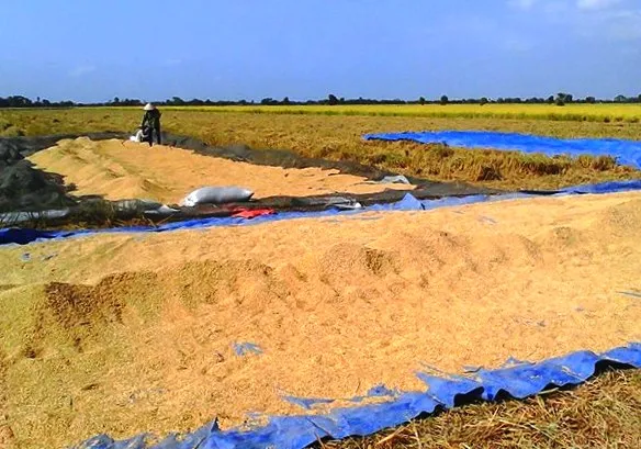 Mô hình cánh đồng mẫu lớn: Thành công từ chủ trương tới thực tiễn