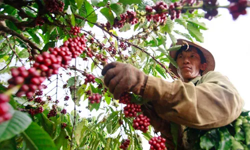 Bài 2: Giải pháp nâng cao chất lượng cà phê bền vững