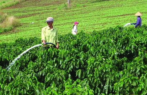 Tái canh để ngành cà phê phát triển bền vững