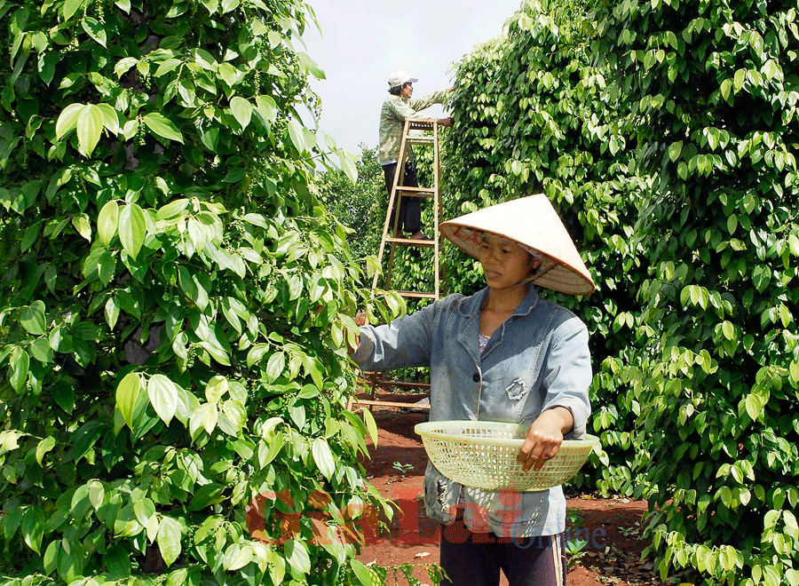 4 tháng đầu năm 2015: Việt Nam xuất khẩu 57.000 tấn tiêu