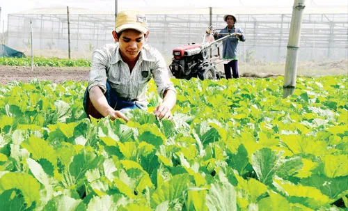 Nông dân thế hệ mới - Chủ thể xây dựng nông thôn mới của TPHCM
