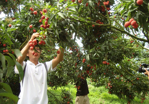  Năm 2015: Tiêu thụ nội địa 60% sản lượng vải thiều 