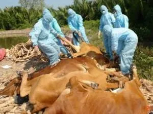 Bắc Kạn tái phát dịch lở mồm long móng trên trâu bò.
