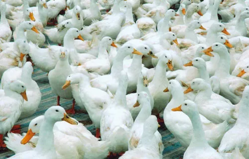 Đắk Nông tái phát ổ dịch cúm gia cầm H5N6 độc lực cao