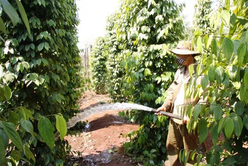 Ra mắt diễn đàn đồng hành và chia sẻ cùng DN và trang trại