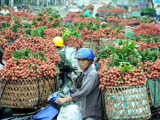 Tăng cường liên kết đưa trái vải đến tay người tiêu dùng