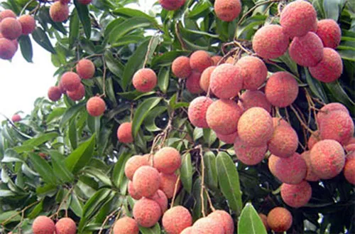 Trái vải tươi của Việt Nam bắt đầu xuất sang Úc
