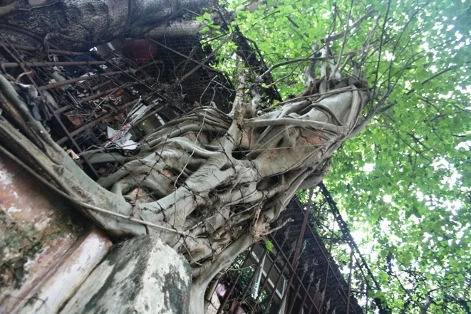 Ẩn họa từ những cây xanh “ăn” tường