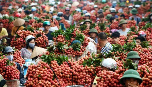 Chợ đầu mối và hệ thống bán lẻ TPHCM tăng cường tiêu thụ, phân phối vải thiều