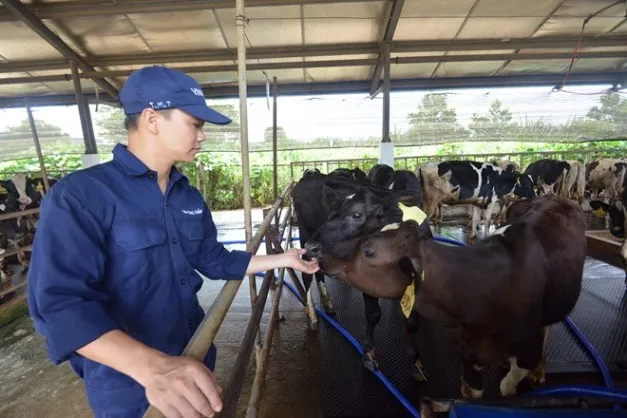 Ngành chăn nuôi tăng trưởng bình quân đạt 8-12%/năm