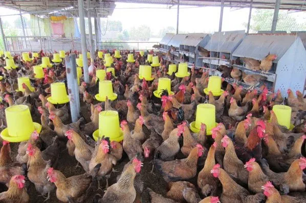 Giá gà lông màu đang ở mức 47.000 đồng/kg