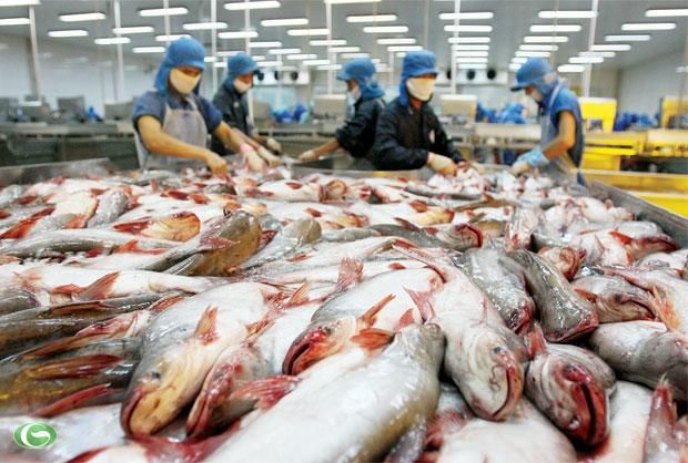 Cá tra Việt Nam đã xuất khẩu tới 150 quốc gia