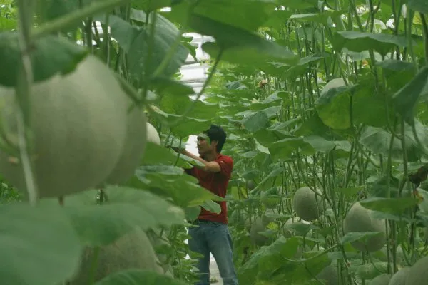 Sản xuất nông nghiệp TPHCM đạt trên 7.200 tỷ đồng