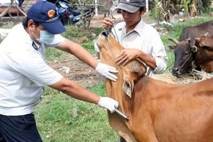 Tái phát cúm gia cầm H5N6 tại Nghệ An và dịch lở mồm long móng tại Lào Cai