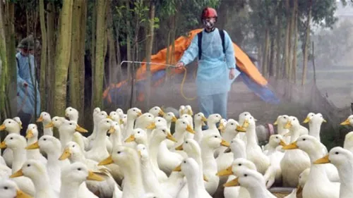 1.000 gia cầm bị cúm H5N1 ở Trà Vinh
