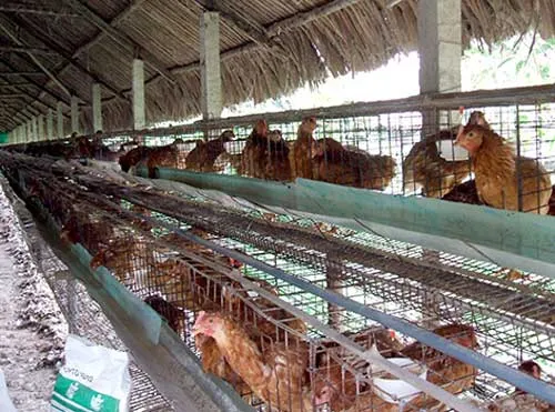 Tăng cường tính cạnh tranh trong thị trường lúa gạo và chăn nuôi Việt Nam