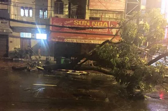 Cây lớn bật gốc trên đường Nguyễn Đình Chiểu (quận 1)