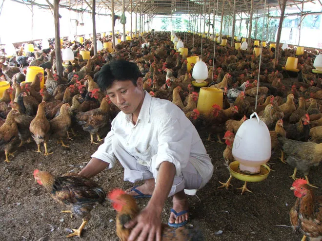 TPHCM: Hỗ trợ hàng trăm tỷ đồng cho nông dân vay vốn 