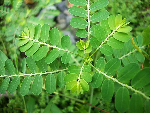 Điều trị viêm gan bằng dược thảo được không ?