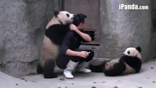Hai chú gấu trúc bênh nhau khi bị chích ngừa