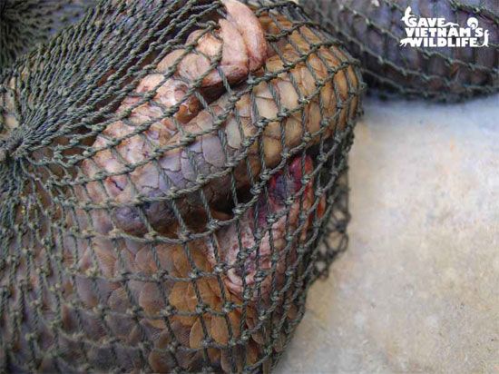 Giải cứu động vật hoang dã