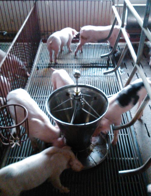 TPHCM kiên quyết nói không với chất cấm trong chăn nuôi