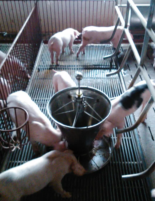 TPHCM kiên quyết nói không với chất cấm trong chăn nuôi