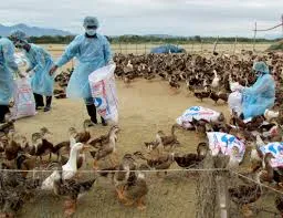 Thêm Tuyên Quang tái phát cúm gia cầm H5N6