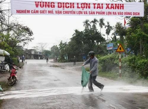 Dịch heo tai xanh tái phát tại Tiền Giang và Hà Tĩnh