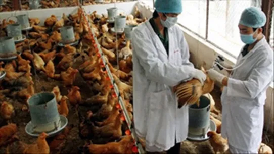 Nam Định tái phát cúm gia cầm, Sóc Trăng, Nghệ An thêm ổ dịch heo tai xanh