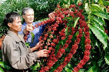 Tìm hướng nâng cao năng lực cạnh tranh cho nông sản