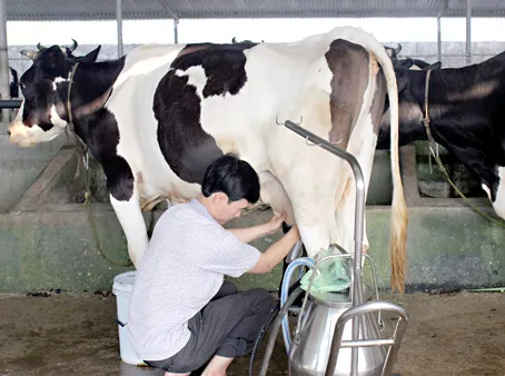 Hiệu quả từ cơ giới hoá ngành chăn nuôi bò sữa ở TPHCM