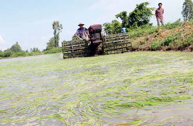Ảnh hưởng của EL NINO: Xâm nhập mặn xuất hiện sớm tại vùng ven biển ĐBSCL