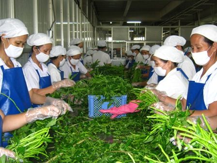 Chuỗi thực phẩm an toàn TP: cấp 73 giấy chứng nhận, tổng sản lượng gần 37.420 tấn SP/năm 