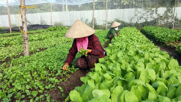 Trang trại rau nhiệt đới đầu tiên tại VN đạt chứng nhận hữu cơ của Mỹ và EU