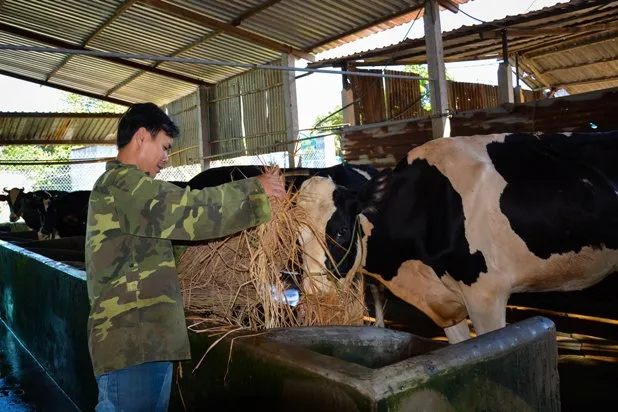Phải uống sữa chưa qua chế biến, nông dân mới bán được sữa