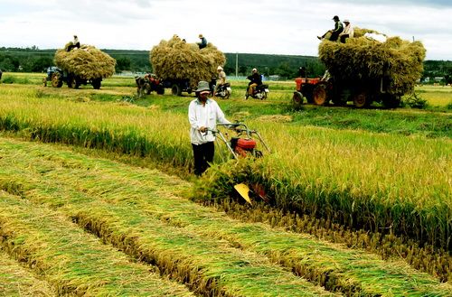 Nông nghiệp ứng phó TPP