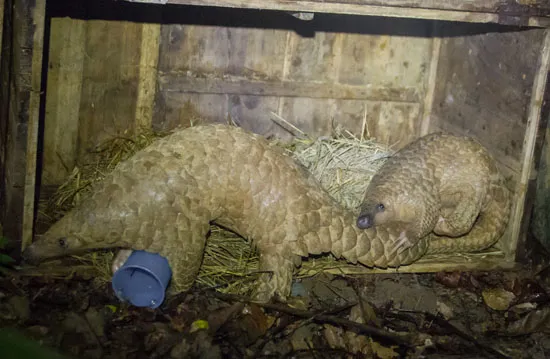 Tái thả 24 cá thể tê tê Java về tự nhiên