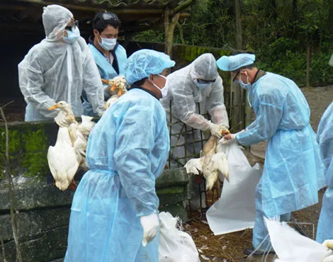 Thêm tỉnh Quảng Ngãi tái phát cúm gia cầm H5N6