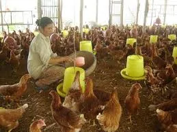 Phát hiện bảy công ty sản xuất thức ăn chăn nuôi chứa chất cấm 