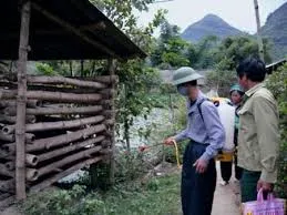 Nghệ An và Lai Châu: tái phát cúm gia cầm H5N6