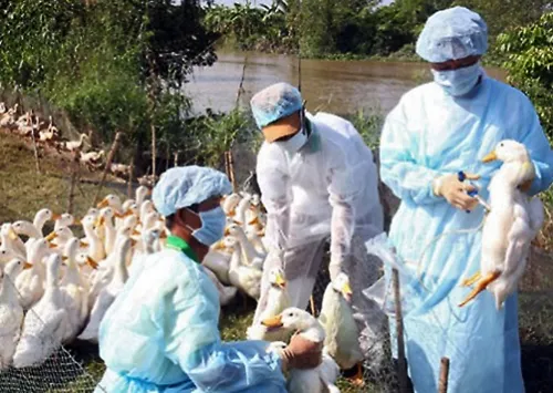 Tái phát cúm gia cầm H5N6 tại Quảng Ninh