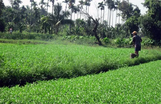 Người dân nghẹt thở vì thuốc xịt rau muống