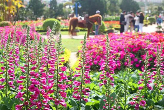 Festival hoa Đà Lạt 2015: Bữa tiệc hoa tràn ngập sắc màu