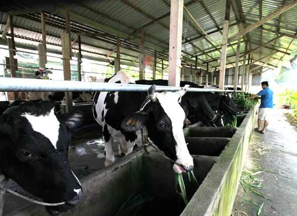 Vinamilk tái ký hợp đồng với hàng ngàn hộ chăn nuôi bò sữa cả nước