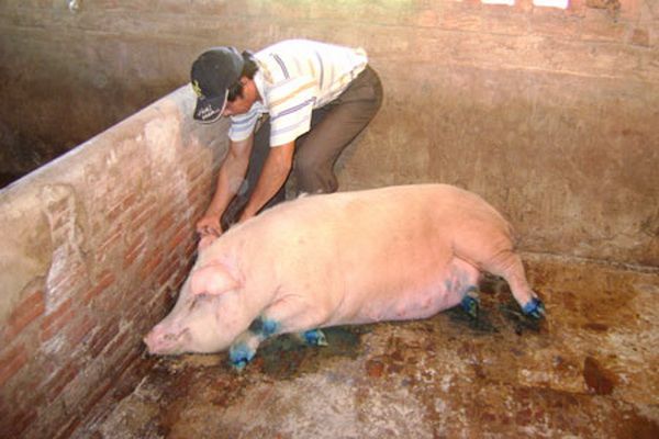 Thêm Cà Mau tái phát dịch bệnh lở mồm long móng trên heo