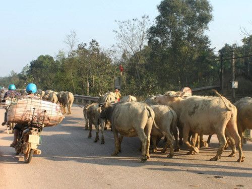 Trà Vinh và Sóc Trăng tái phát dịch lở mồm long móng