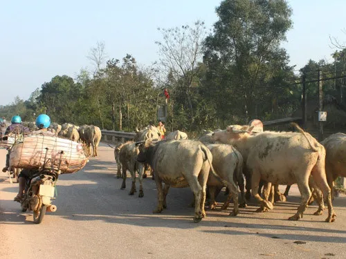 Trà Vinh và Sóc Trăng tái phát dịch lở mồm long móng