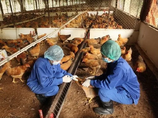 Thêm Tuyên Quang tái phát cúm gia cầm H5N6