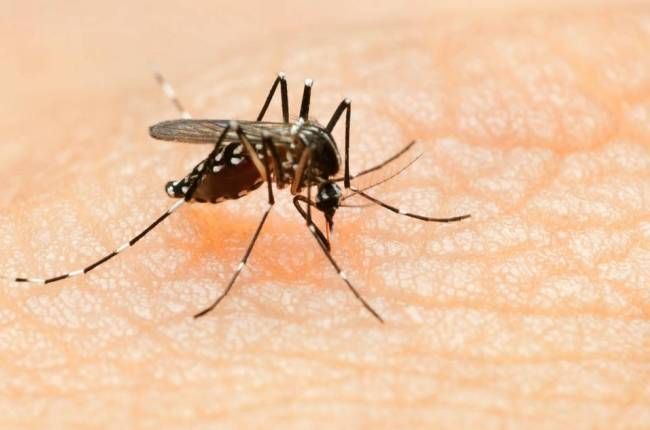Vi rút Zika nguy hiểm đến mức nào?